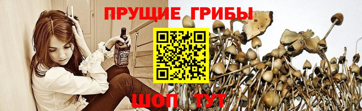 Псилоцибиновые грибы GOLDEN TEACHER Миасс
